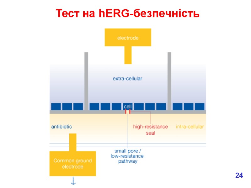 Тест на hERG-безпечність 24